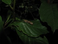 Nomophila noctuella