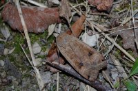 Noctua pronuba