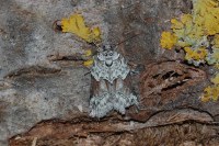 Nycteola siculana