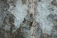 Nycteola siculana