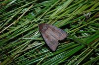 Nonagria typhae