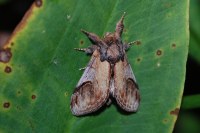 Notodonta ziczac