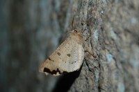 Odontopera bidentata