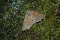 Odontopera bidentata