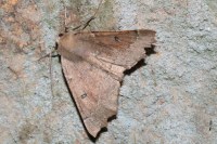 Odontopera bidentata