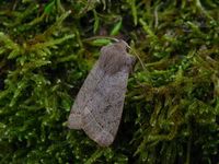 Orthosia cerasi