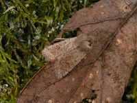Orthosia cruda