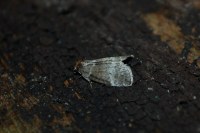 Ochropacha duplaris