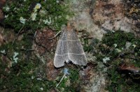 Hypsopygia glaucinalis