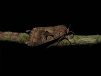 Orthosia gothica