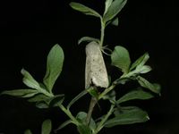 Orthosia gracilis