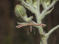 Oxyptilus laetus