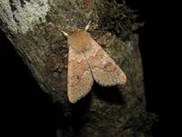 Orthosia miniosa