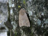 Anorthoa munda