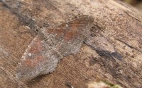 Nycterosea obstipata