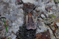 Ochropleura plecta