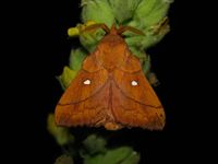 Odonestis pruni