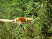 Orgyia recens