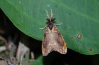 Orgyia recens