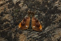 Orgyia recens