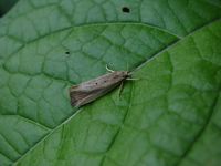 Orthotelia sparganella