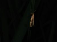 Orthotelia sparganella