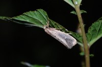 Orthotelia sparganella