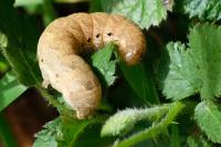 Noctua fimbriata