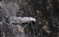 Paraswammerdamia albicapitella
