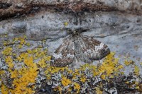 Perizoma alchemillata