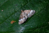 Perizoma alchemillata