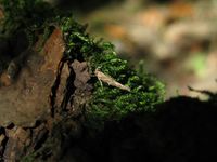 Pyroderces argyrogrammos