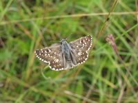 Pyrgus armoricanus
