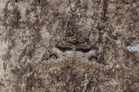 Pareulype berberata