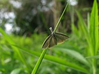 Pleurota bicostella