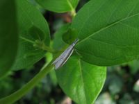 Pleurota bicostella