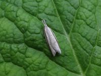 Pleurota bicostella