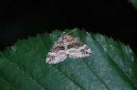 Perizoma bifaciata