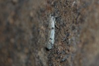 Phycitodes binaevella