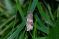 Pseudosciaphila branderiana