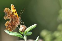 Polygonia c-album