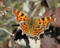 Polygonia c-album