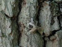 Pseudeustrotia candidula