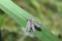 Phragmataecia castaneae