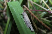 Phragmataecia castaneae