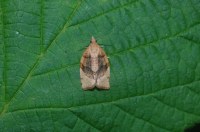 Pandemis cerasana