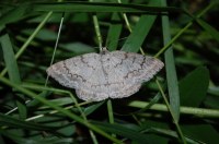 Pseudoterpna coronillaria