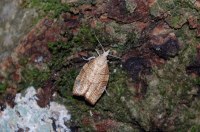 Pandemis corylana