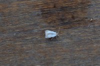 Pseudopostega crepusculella