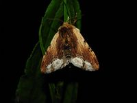 Ptilodon cucullina